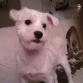 Diesel