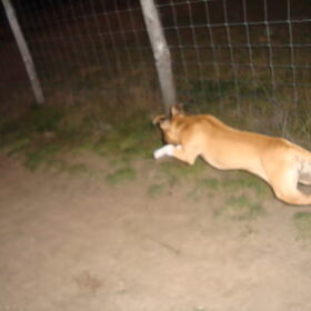Jumpende Kyra