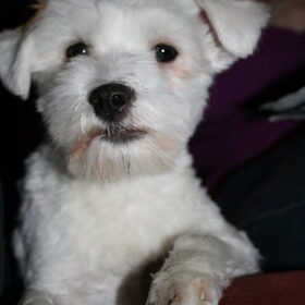 Diesel aan het poseren!