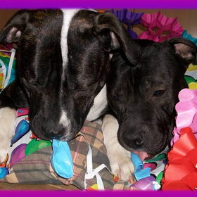 Doggie Party XL [Shiva & Tayka Party]