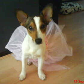 carnaval