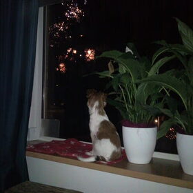 Wauw, Vuurwerk