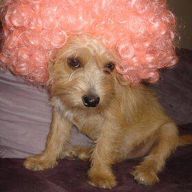 avro doggie