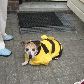 Joey houdt niet van carnaval