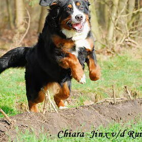 vliegende berner