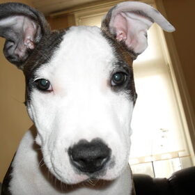 Rocky poseert