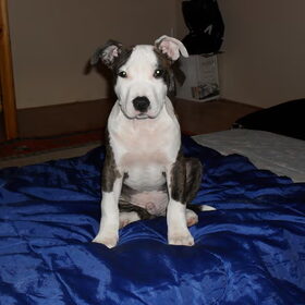 Rocky als pup