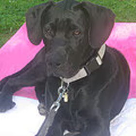 onze mooie dingo