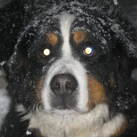 leroy