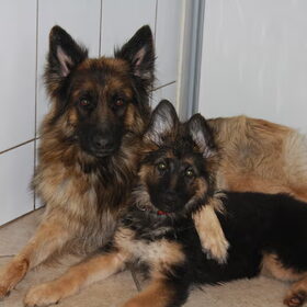 lief