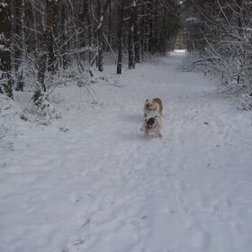 met sneeuw in het bos