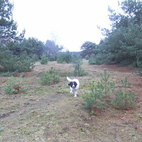 lekker over de heide rennen!