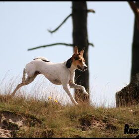 Roxy op de heuvel in Soestduinen
