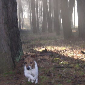 Spikey in het SPOOKBOS!