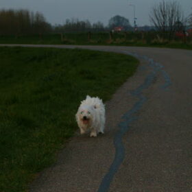 Iggy tijdens een wandeling.