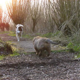 Dribbel & Sterre