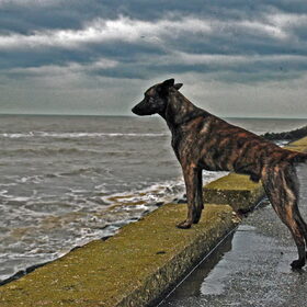 Ippe op de pier