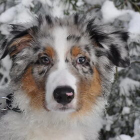 Bodhi het aussie vriendje