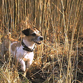 Jimmy in het riet