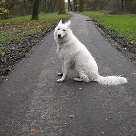 Buddy