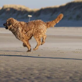 Lobbes aan zee