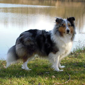 Abby in Natuurpark Lelystad