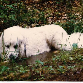 Hond in mooie omgeving
