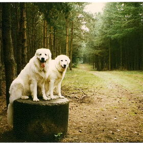 Hond in mooie omgeving