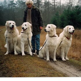 Hond in een mooie omgeving
