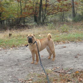 Sterre in het Lierderbos