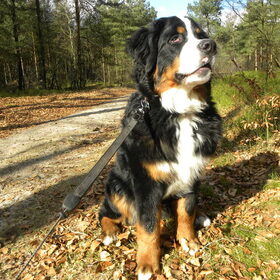 ion in het bos