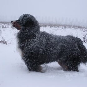 Mac Ghandor Easy Living in de sneeuw
