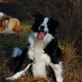 tess in het bos