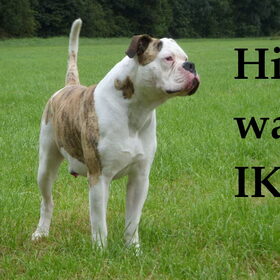 Stoere hond hoor :P