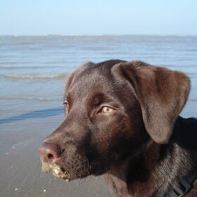 Senna's eerste keer strand