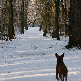 In het bos, maar dan wit,...