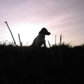 Floris