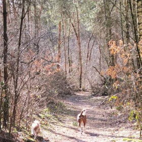 eerste lentedag in het Brabantse bos