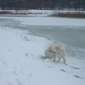Kynai in de sneeuw :)