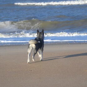 Zena op t strand