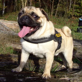 onze loeder
