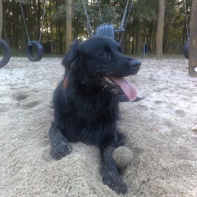 benji met bal in bos