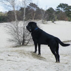 In de Soesterduinen