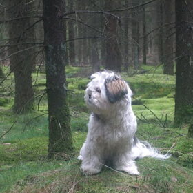 kyra in het bos
