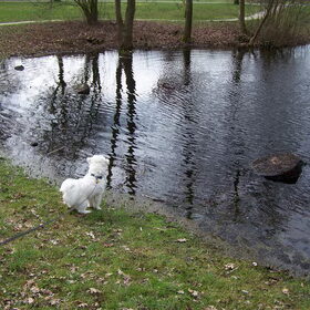 Loeren naar eendjes