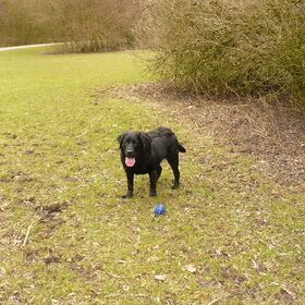 sita in het bos