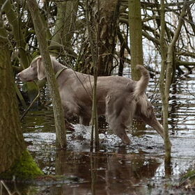 De mangrove in brabant
