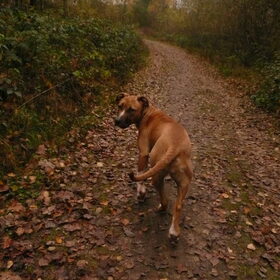 wandelen in het bos