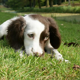 Kleine Tinka in het park