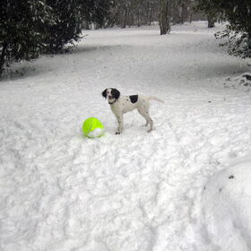 Tinka's eerste keer in de sneeuw